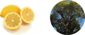 和精油（左）：レモン（広島） x 洋精油（右）：ラヴィンサラ